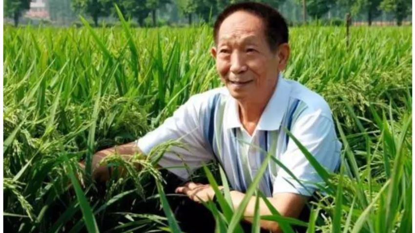 Yuan Longping working in rice field