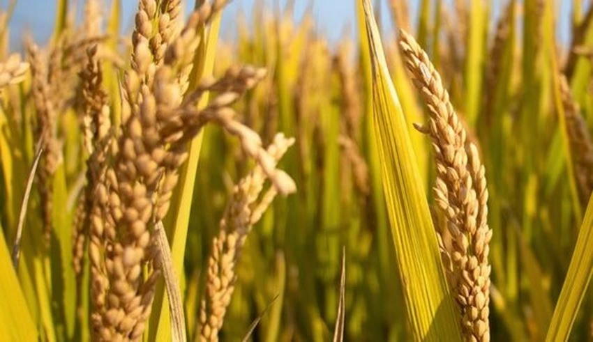 Hybrid Rice Field